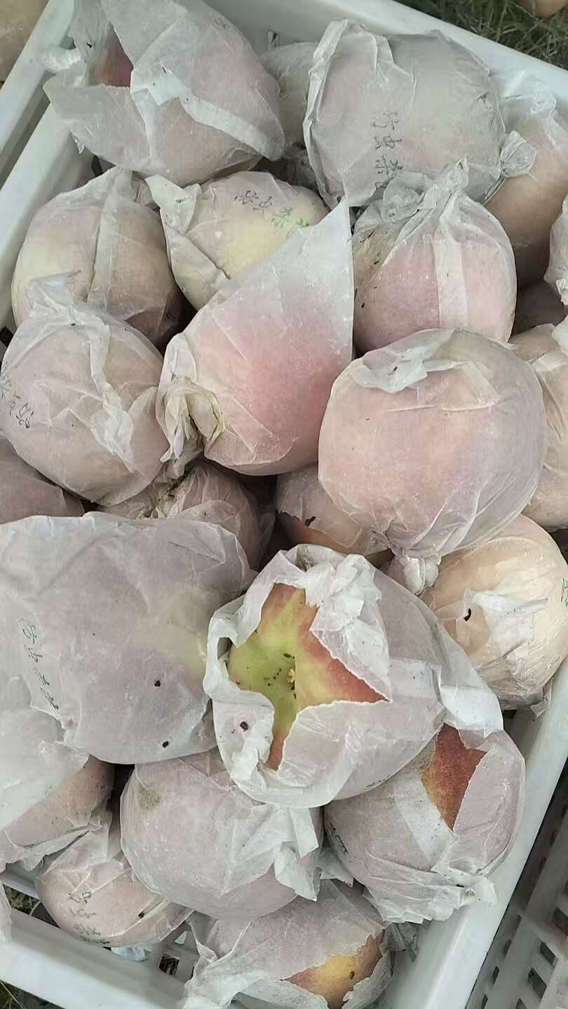 秋彤二茬果，小果三两半，到半斤的