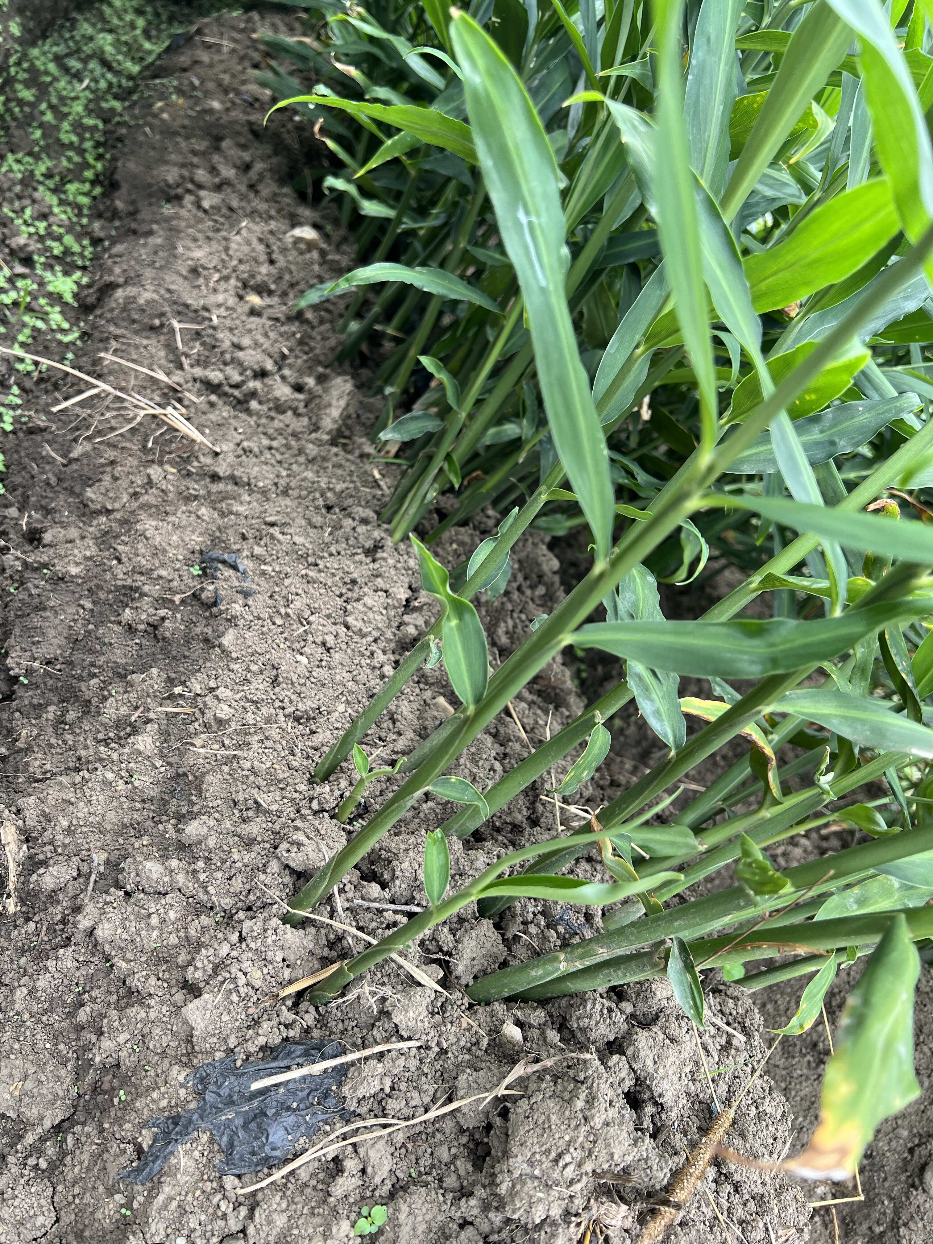 精品二黄姜销售（贵州二号）