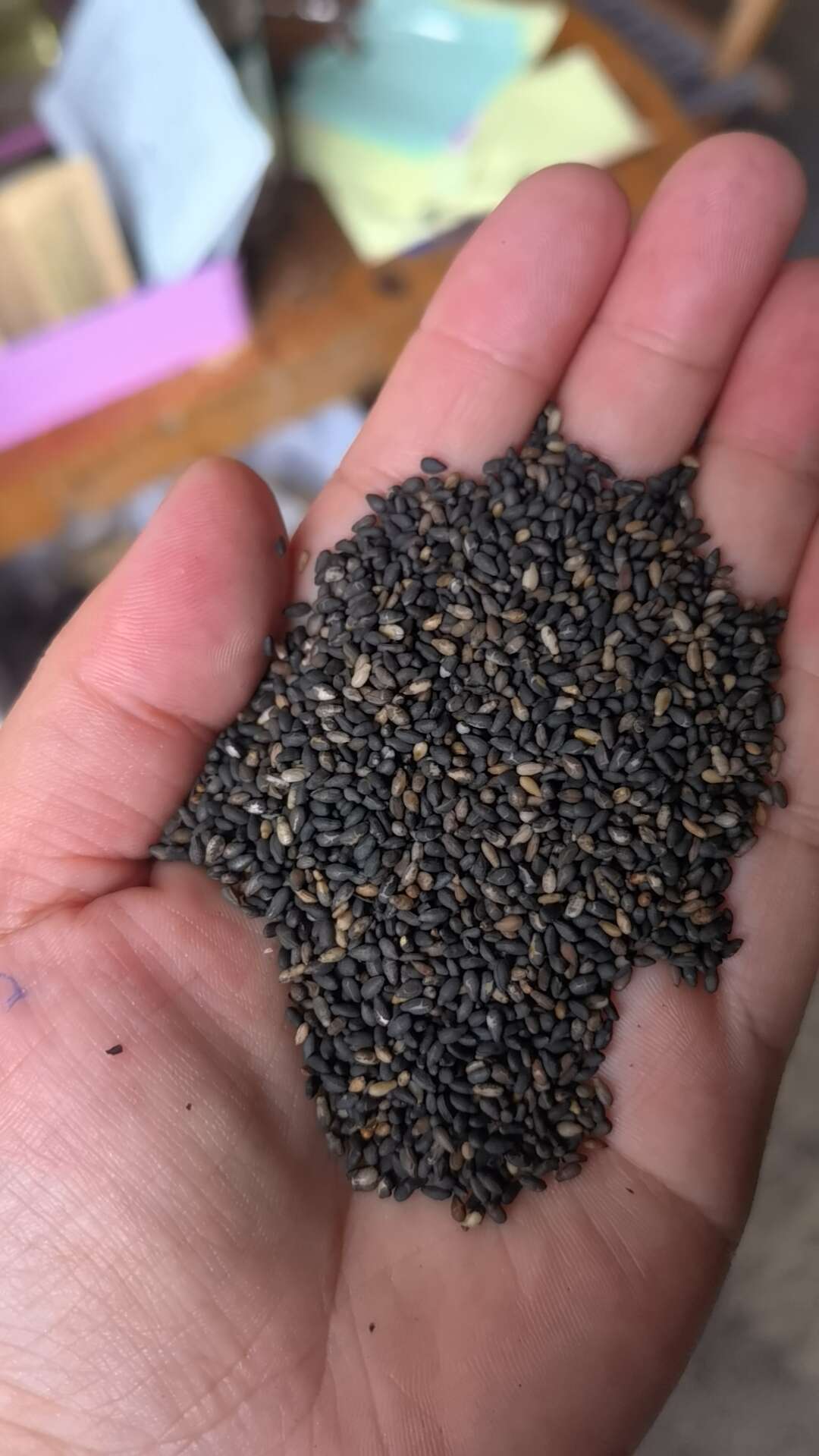 黑芝麻，生黑芝麻，熟黑芝麻等常年有货