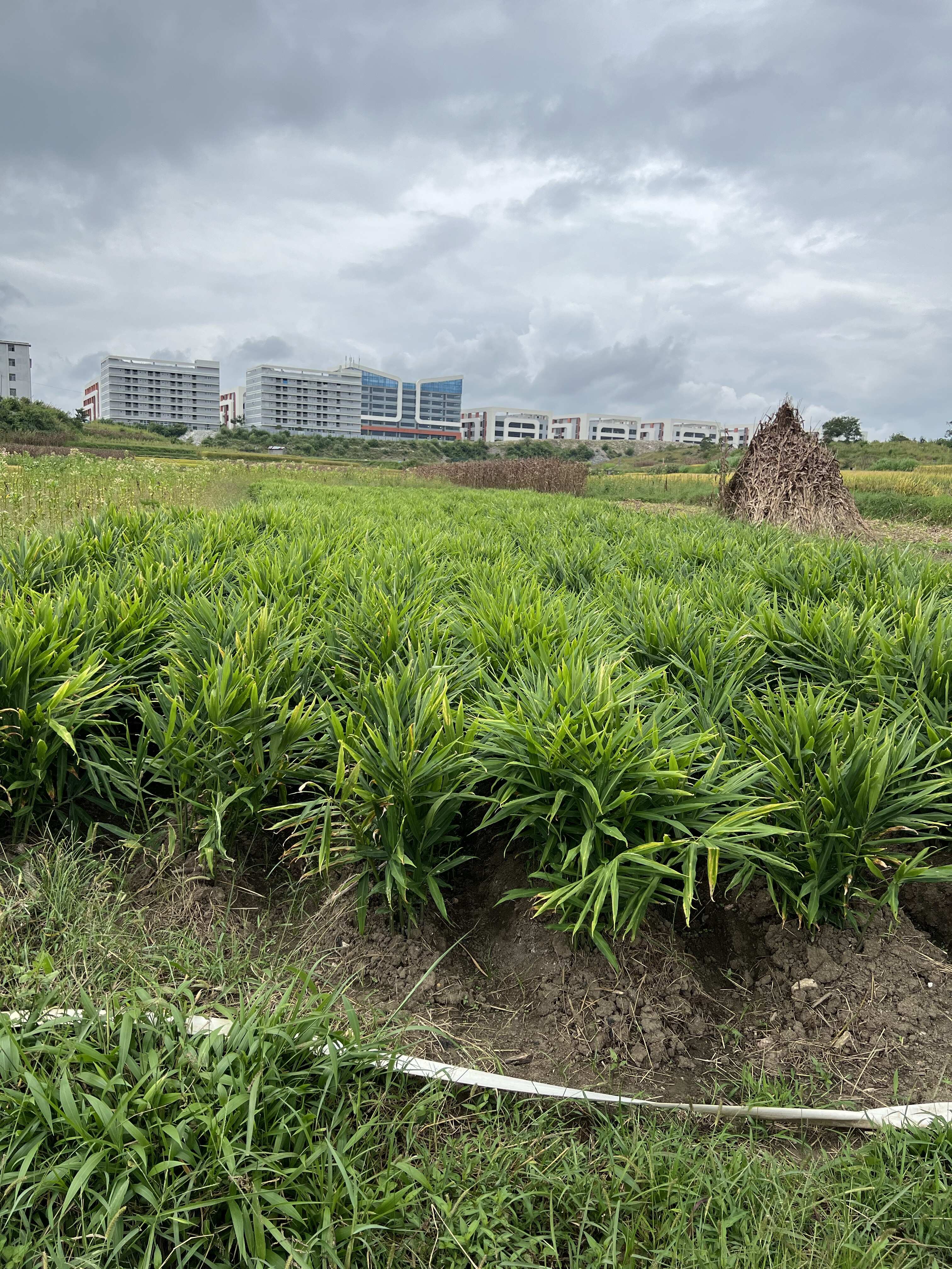 精品二黄姜销售（贵州二号）