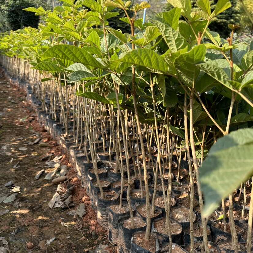 黄花风铃树苗  多花黄花风铃树苗