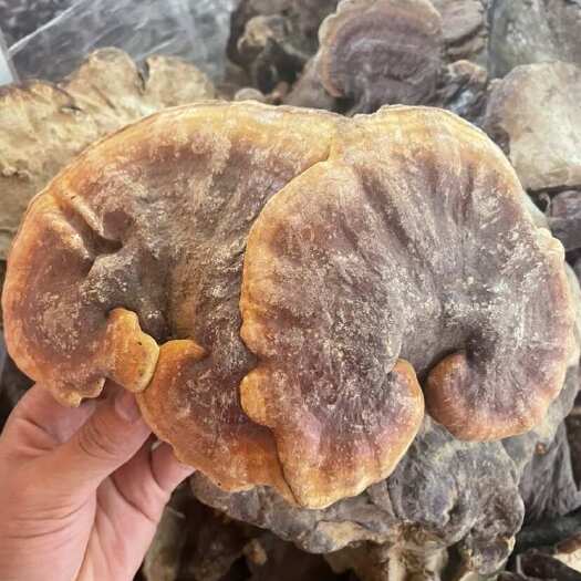 赤灵芝 干货 一手货源 视频看货