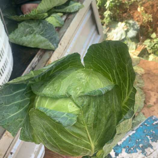 包菜，（小铁头）