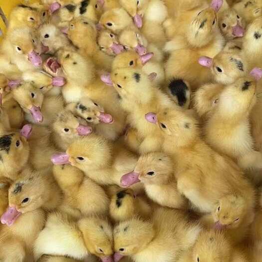 广州一点黑鸭苗半番鸭苗螺鸭苗~州注射疫苗发货