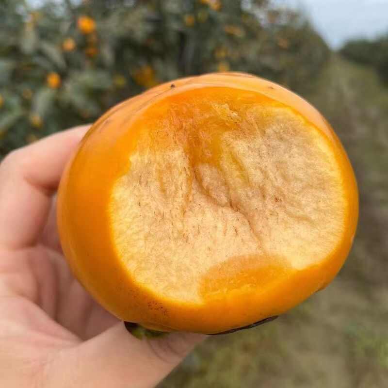 【阳丰脆柿】阳丰脆柿，可一件代发。可走整车。可代办