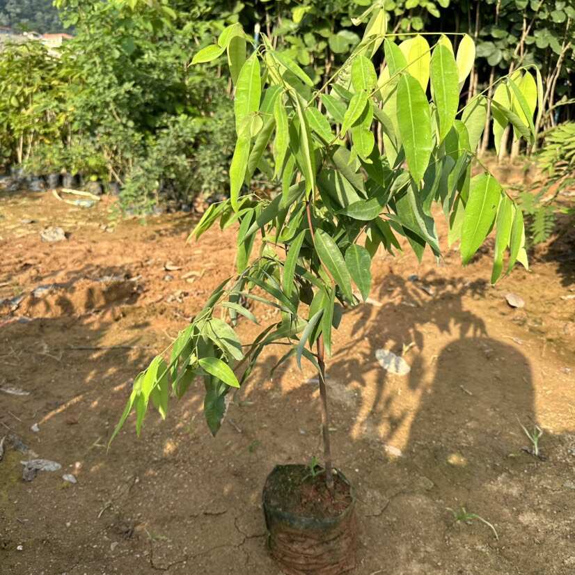 铁力木树苗 铁梨木树苗 铁木苗