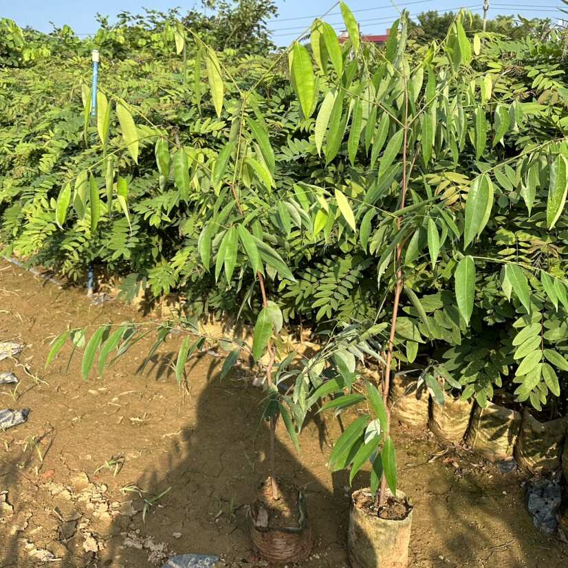铁力木树苗 铁梨木树苗 铁木苗