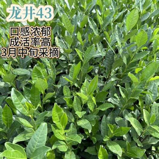 武义县龙井43两年杯苗，30公分以上，大量有货