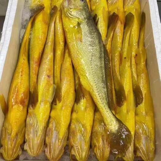 重庆市冰冻 冰鲜深海大黄鱼 黄花鱼 水产批发冷链