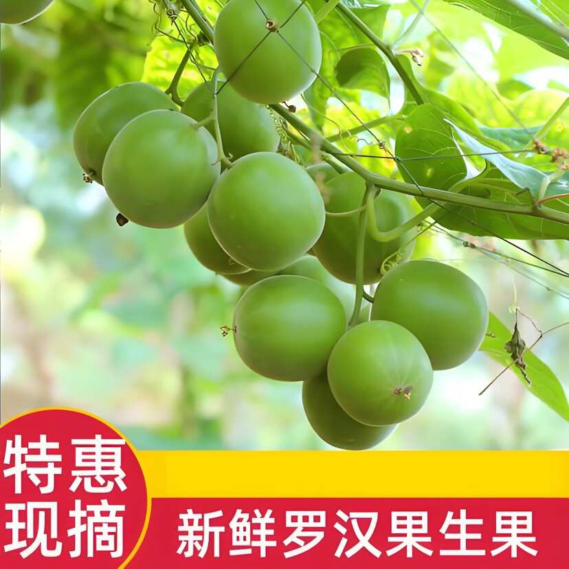 自家种的 罗汉果 所有规格都有 量大价优 欢迎意价