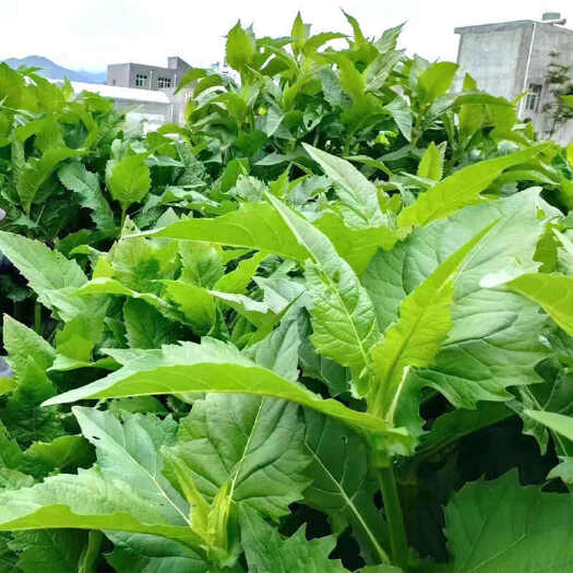 宿迁串叶松香草种子多年生耐寒耐涝丰产型牧草种子