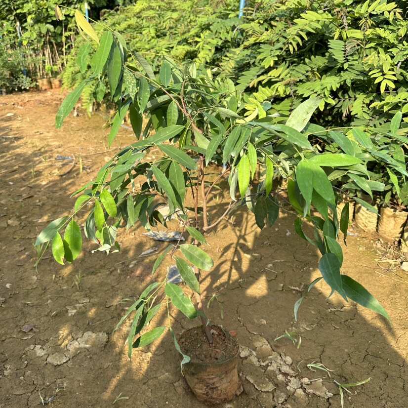 铁力木树苗 铁梨木树苗 铁木苗