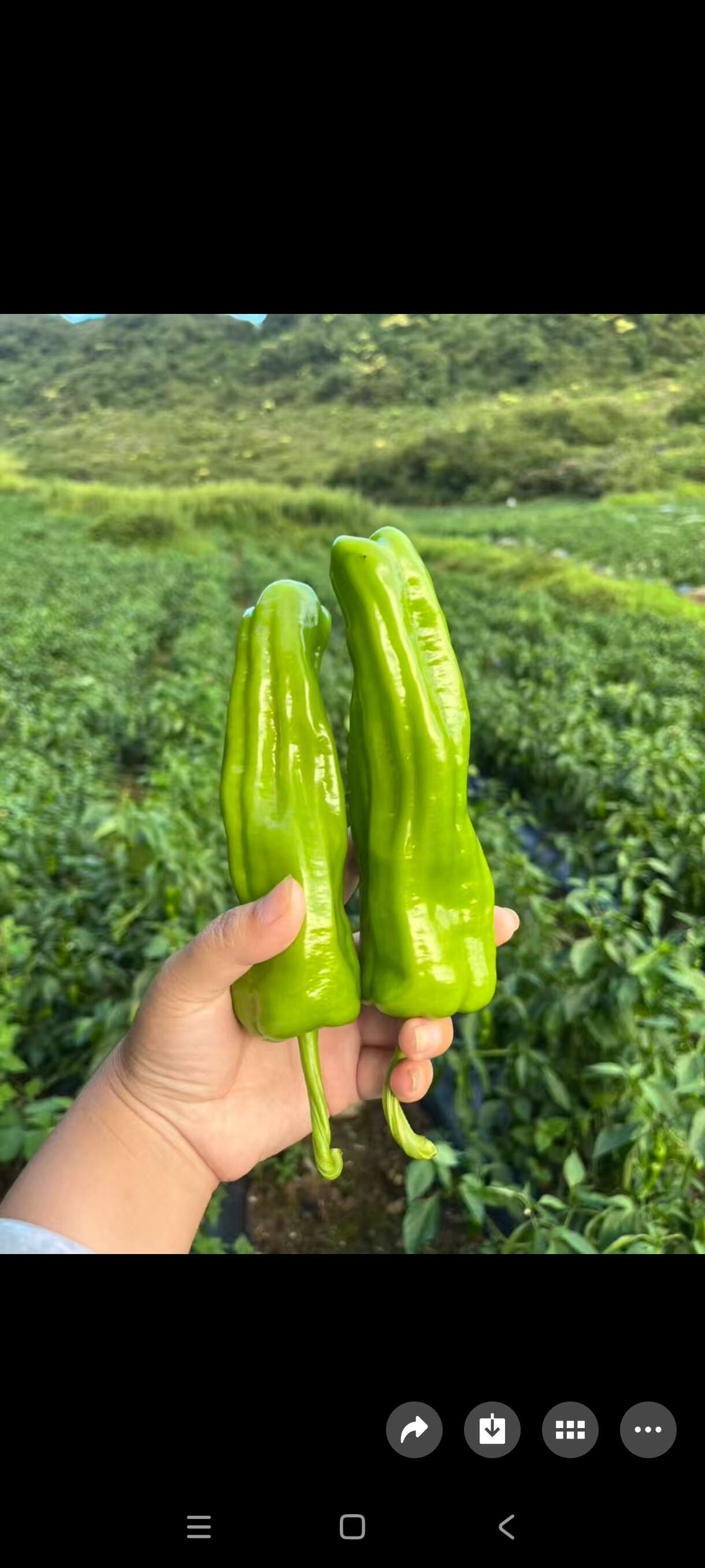 贵州黔东南紫云辣椒 芜湖椒 新鲜茄果类蔬菜产地直发