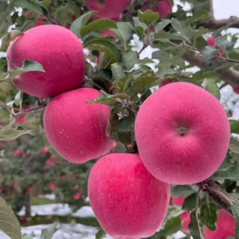 皮薄肉厚，香甜可口，剂