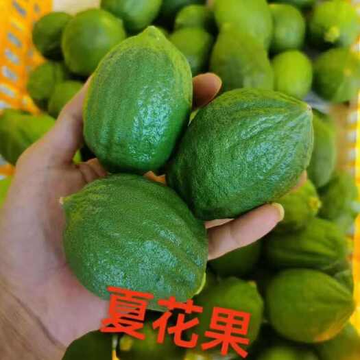江门自己家种植的香水柠檬