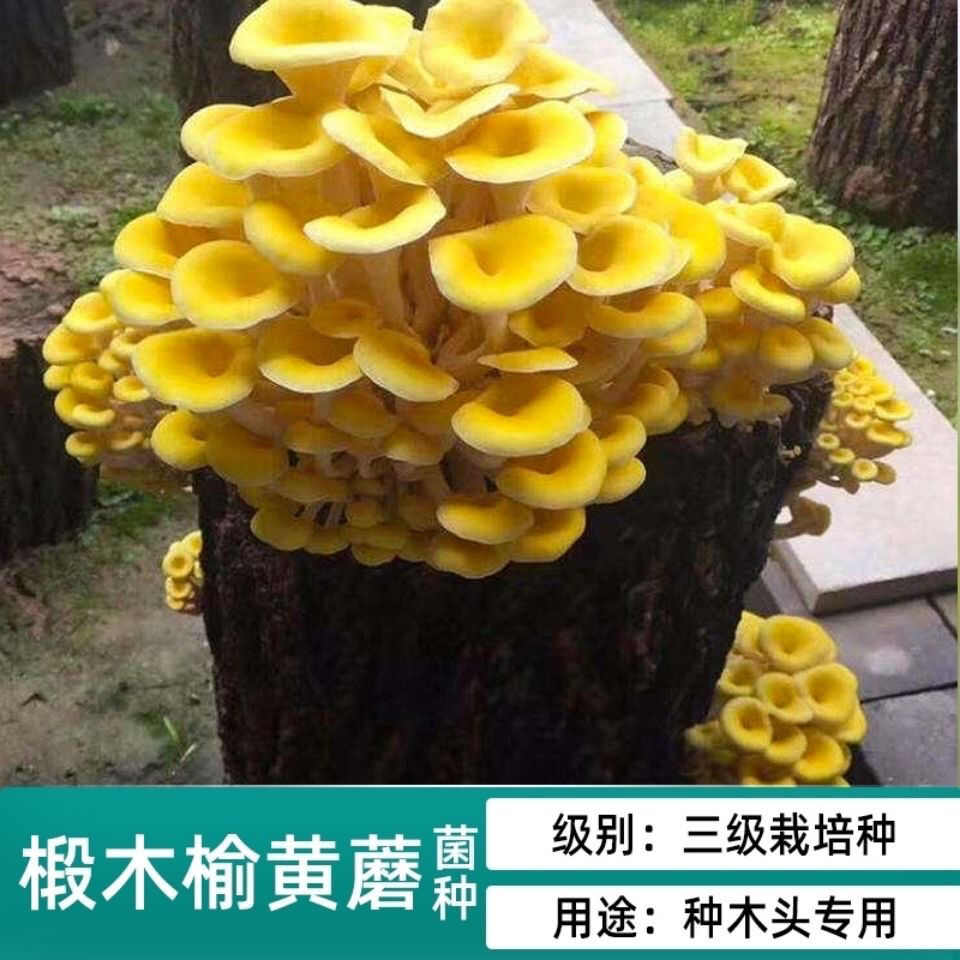 榆黄菇菌种