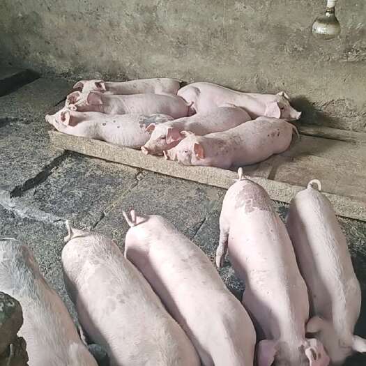 广安出售育肥小猪