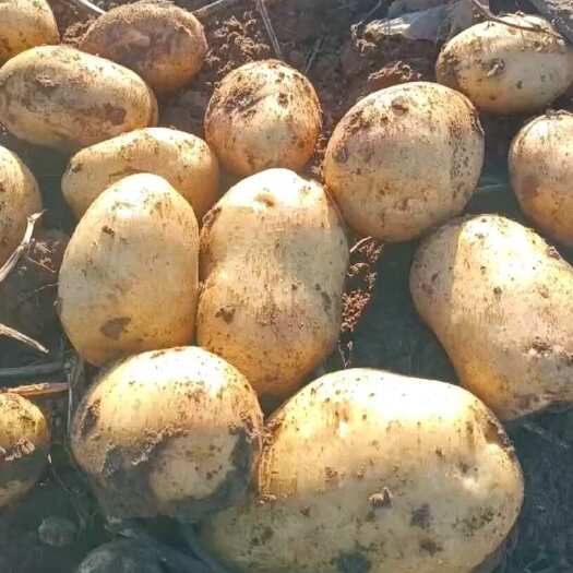 沽源县土豆V7上市中