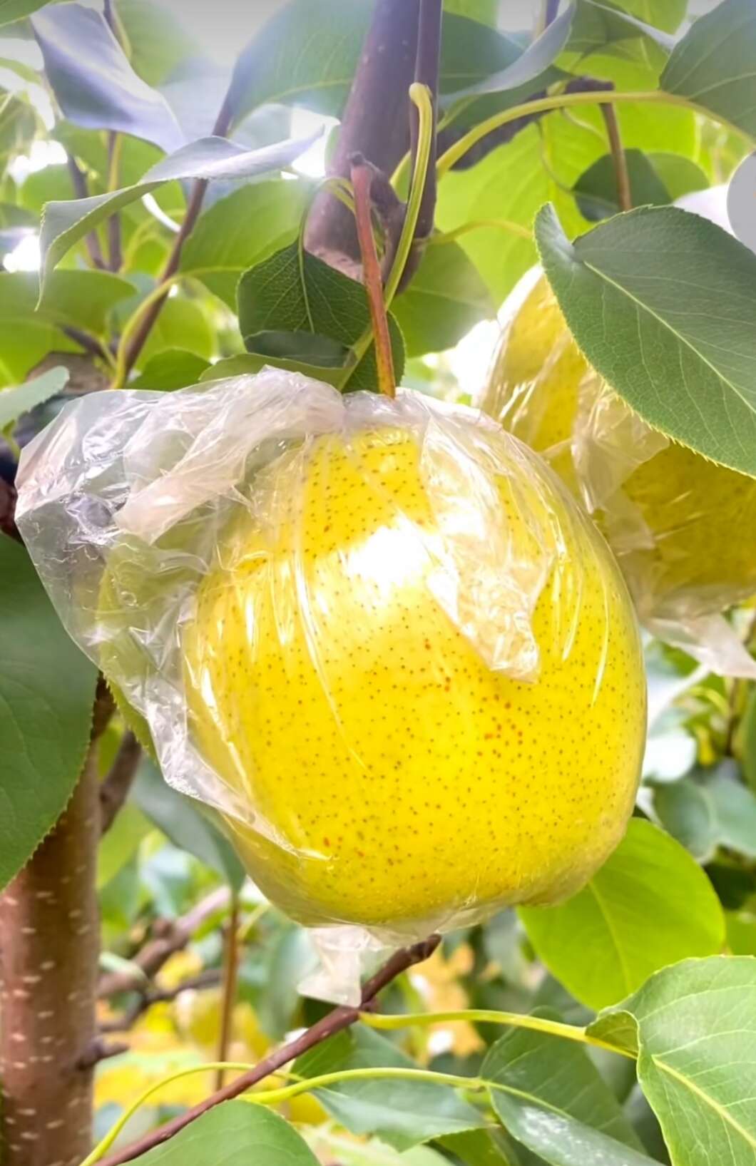 山坡雪花梨