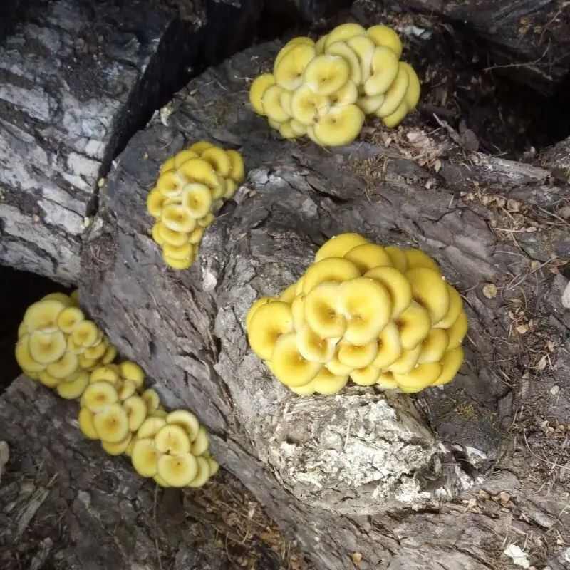 榆黄菇菌种