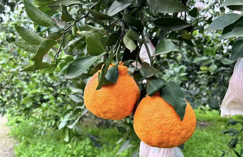 四川春见耙耙柑高质量发货产地直发电商全平台一件代发