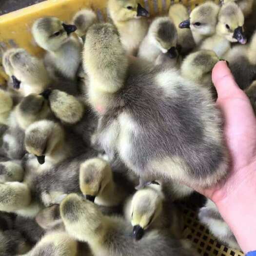 南宁纯种狮头鹅苗大种狮头鹅苗灰狮头鹅苗~西