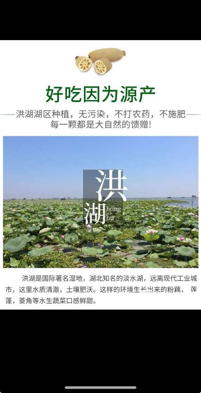 洪湖粉藕中间段 批发商供应 不粉包赔