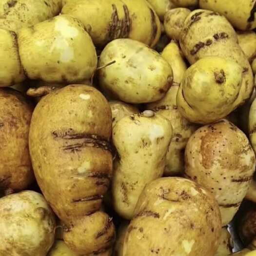 马关县青牛胆（金果榄）块茎，基地直供无中间环节，鲜品采挖