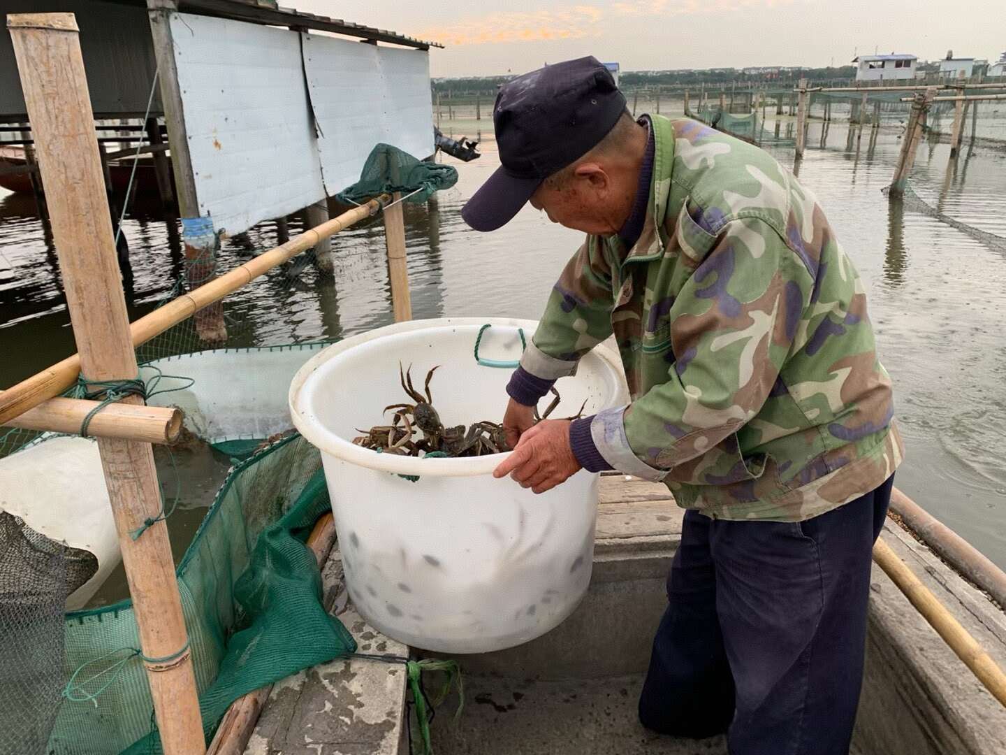 洪湖市中公/中母湖北洪湖清水大闸蟹 （塘口直供.全国发货直达包邮）