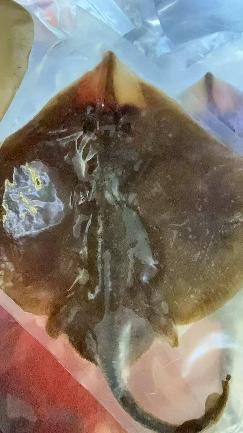 深海鱼翅批发鲜冻瑶鱼翅软骨翅鳐鱼翅老板鱼翅海鲜批发鱼鳍批发