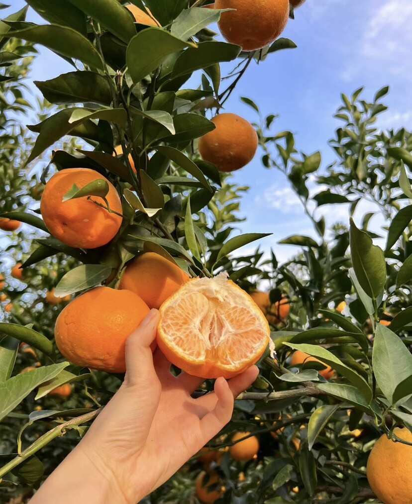 四川春见耙耙柑高质量发货产地直发电商全平台一件代发