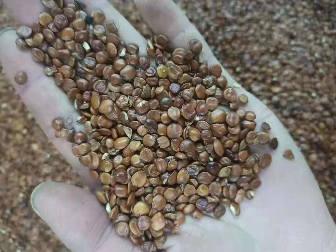 酸枣仁泡茶生酸枣仁粉中药材酸枣仁睡眠安舒茶散装