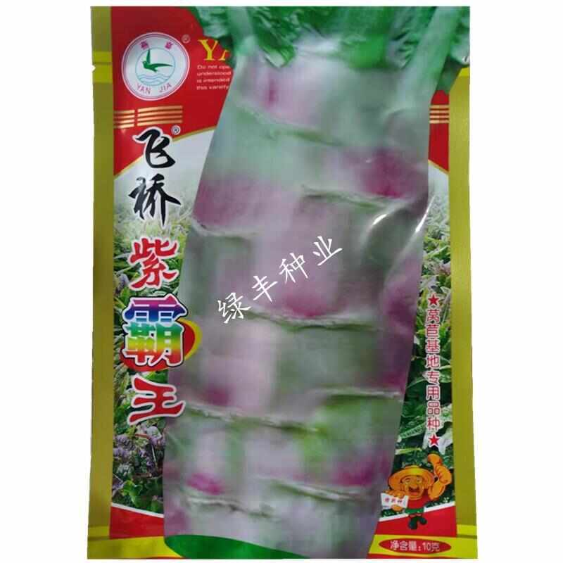永安飞桥紫霸王种子金农莴笋种基地种植红皮肉绿莴笋蔬菜种籽