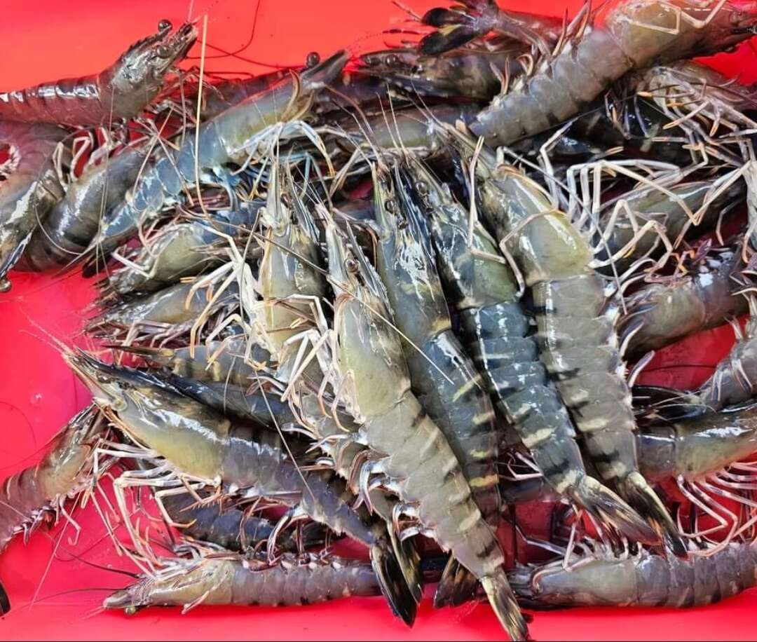 【越南黑虎虾】老虎虾鲜活速冻新鲜海鲜水产特大基围虾冷冻现货