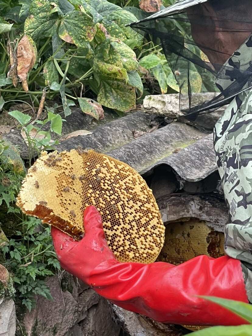 天然土蜂蜜（假一赔十）