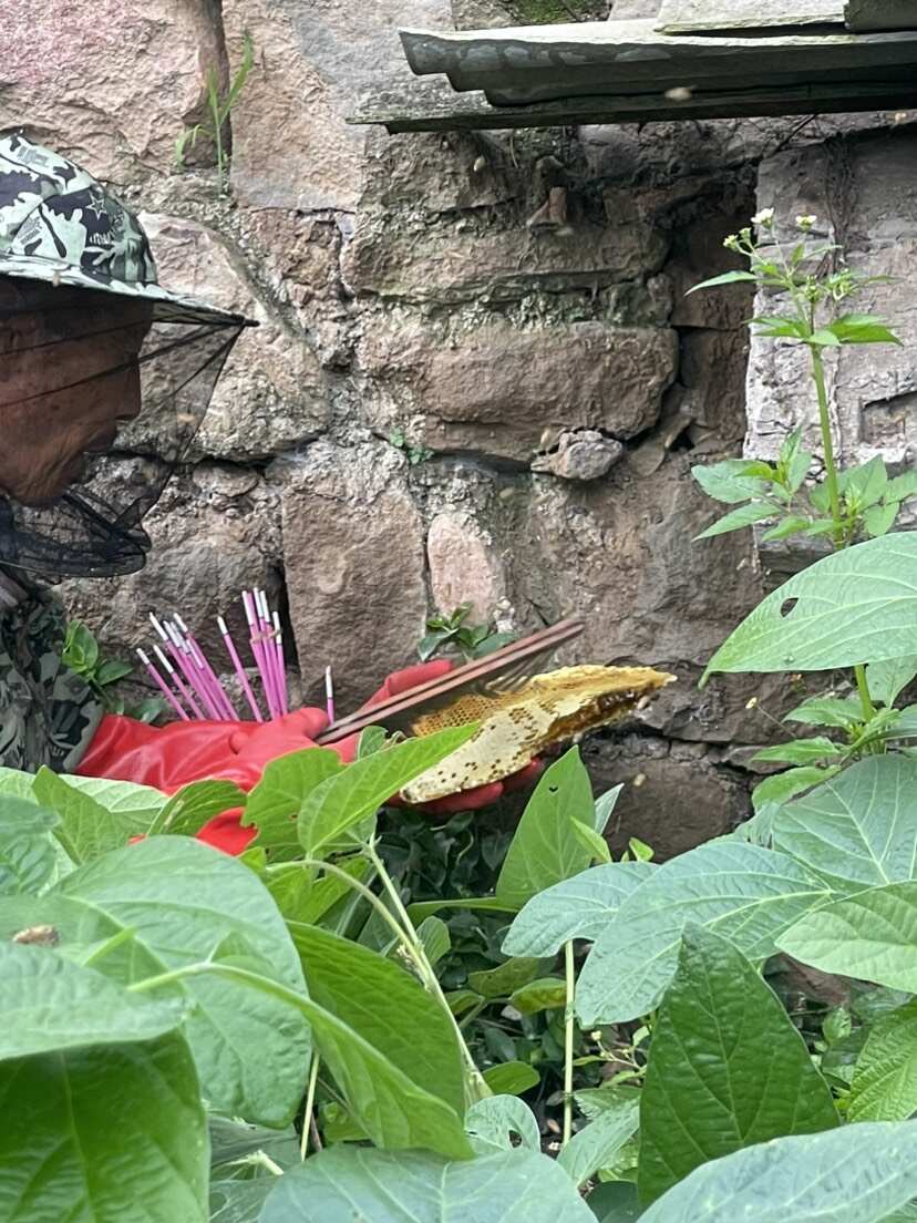 天然土蜂蜜（假一赔十）