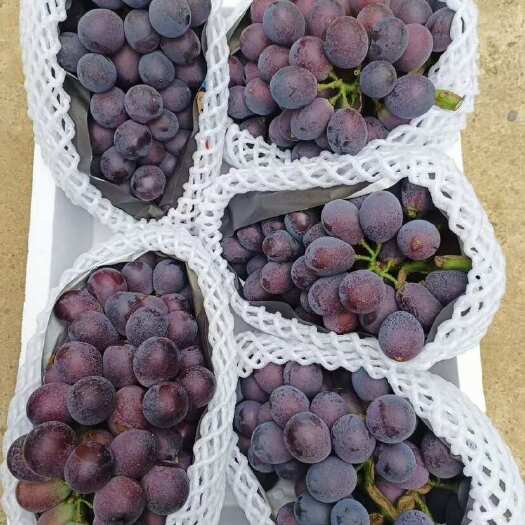 灯塔市辽峰葡萄，正宗灯塔辽峰