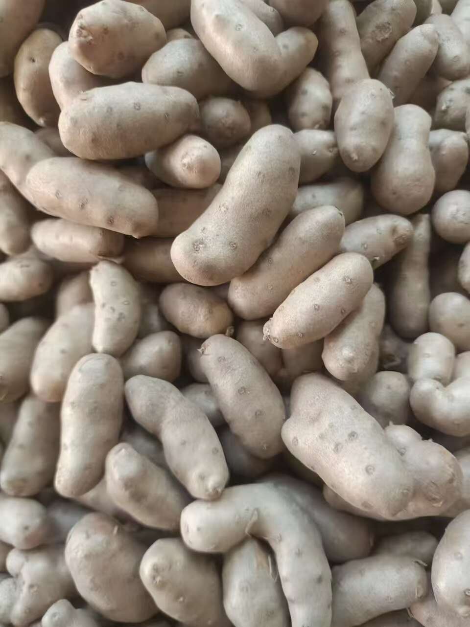 小白嘴山药豆批发