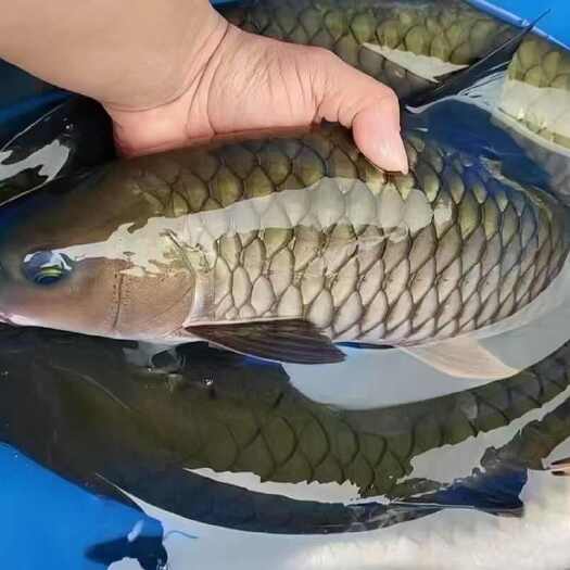军鱼，山泉水养殖，好水，好品质，好鱼。