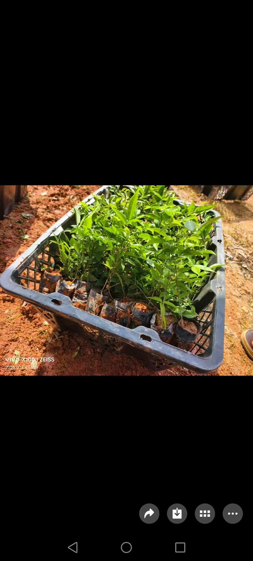 小叶牛大力包技术包回收，包邮