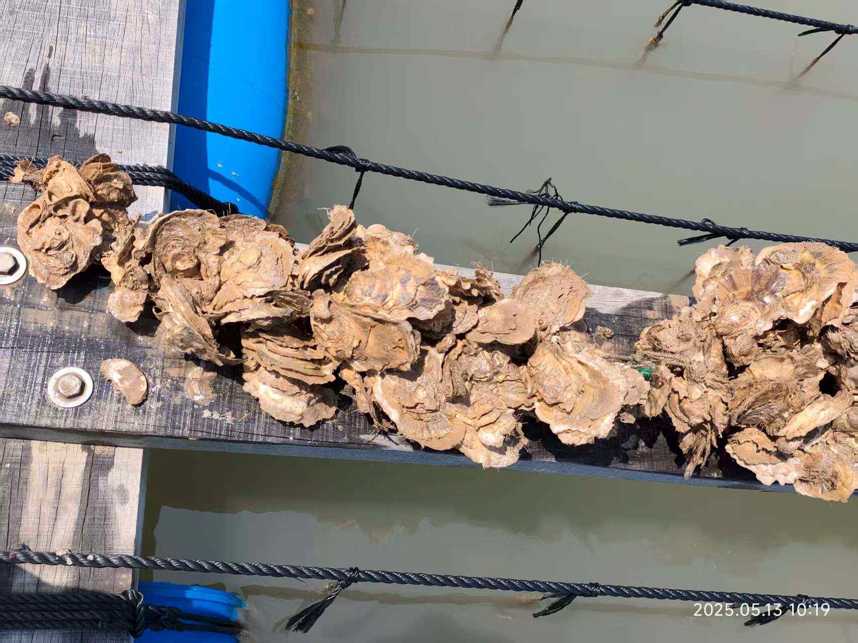 浙江乐清湾 电白牡蛎 新鲜贝类 水产生蚝 温岭发货