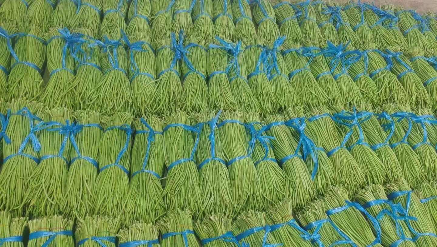 豆角种子 优质豇豆种子70至80厘米长 增产抗病