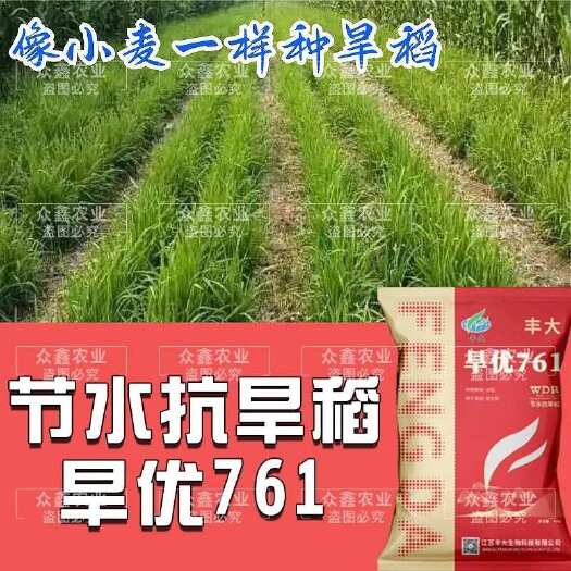 贵阳浓香型国标二级节水抗旱稻旱优761国审旱稻厂家直发水旱两用