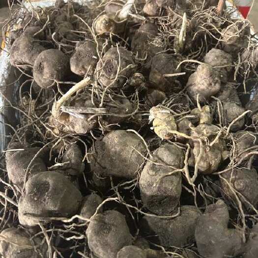 黄精 湖南倒苗鸡头黄精 甜黄精