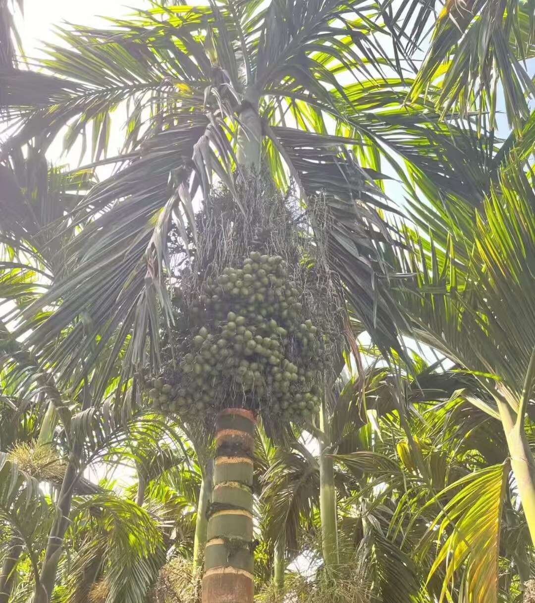 海南青槟榔，看得见的品质。海南果