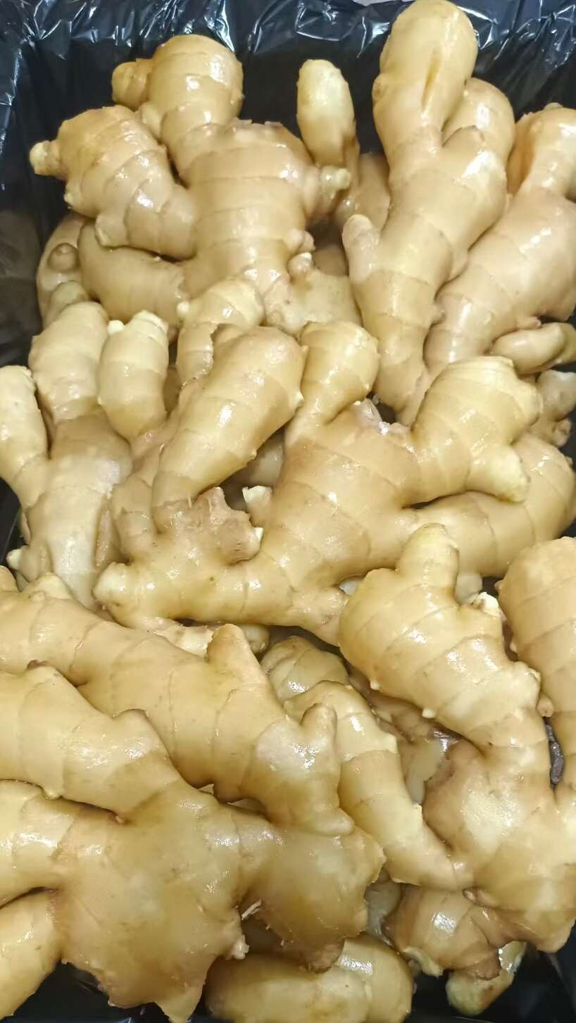 山东优质大黄姜，产地一手货源，保质保量支持全国发。