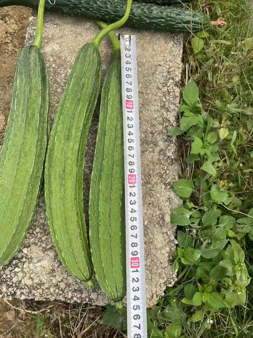 夏美丰花点大肉丝瓜种子 夏秋耐热顺直味甜口感好抗病丰产菜籽种