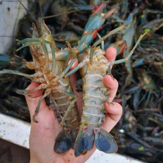 成都澳洲淡水龙虾