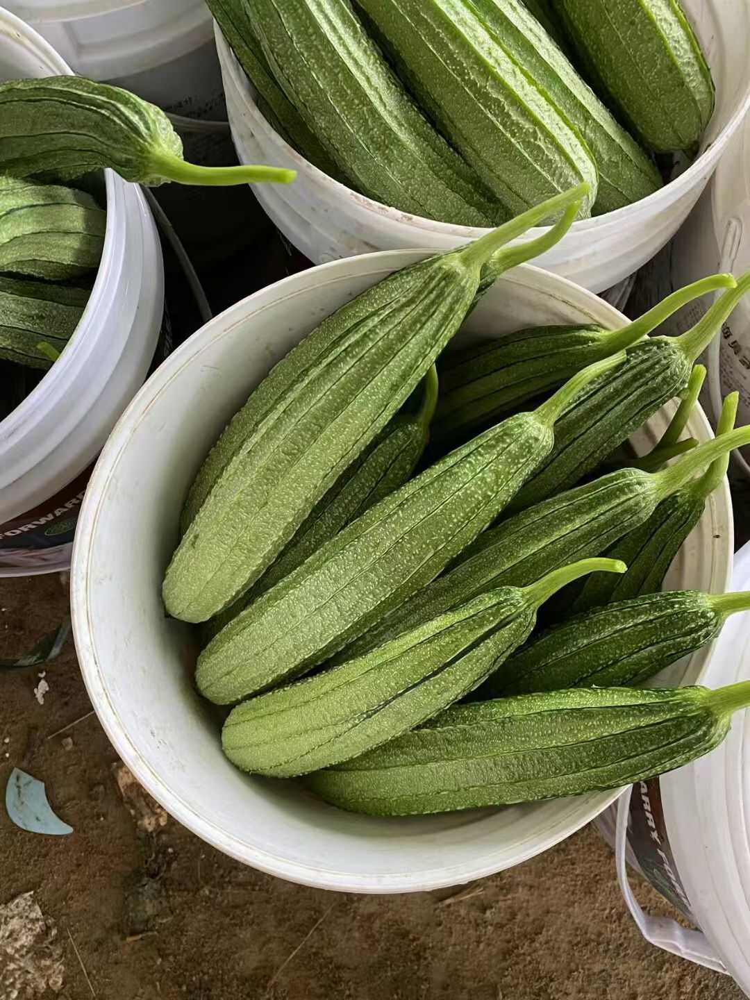 夏美丰花点大肉丝瓜种子 夏秋耐热顺直味甜口感好抗病丰产菜籽种