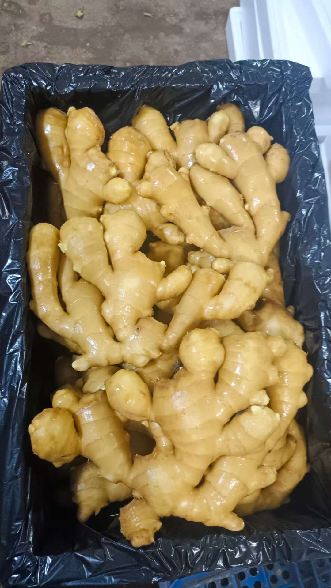 山东优质大黄姜，产地一手货源，保质保量支持全国发。